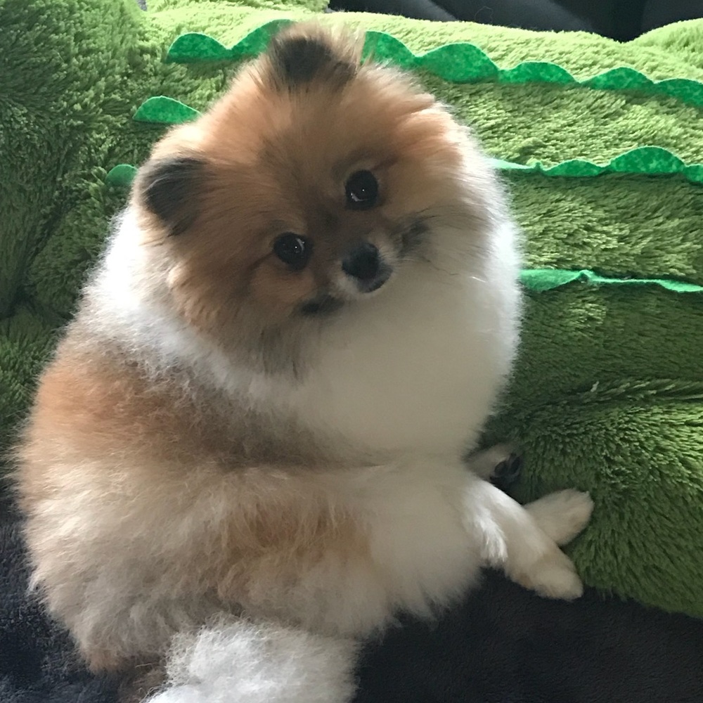 Meet your Posher, Kristi